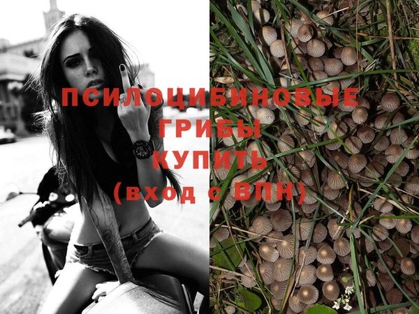 прущие грибы Волоколамск